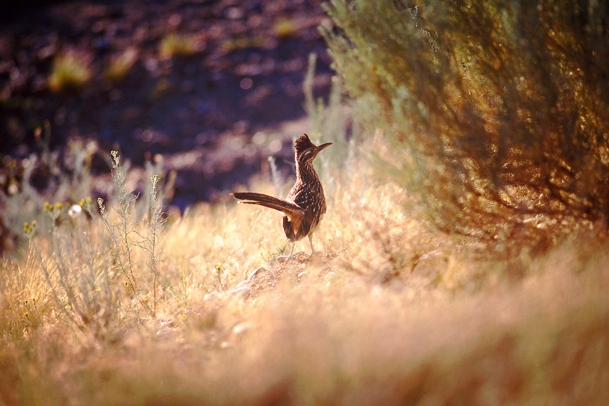 Featured image for “The New Mexican Beginner’s Survival Guide for Out-Of-State Freinds”